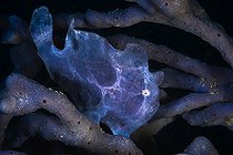 Biosphoto | 2425203 | Commerson's frogfish (Antennarius commerson) on the lookout in a sponges. Mayotte | &copy; Gabriel Barathieu / Biosphoto