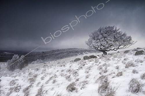 Biosphoto | 2628337 | Common beech (Fagus sylvatica) covered in frost during a snowstorm, Cévennes, France. | &copy; Philippe Lebeaux / Biosphoto
