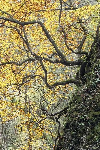 Biosphoto | 152292 | Common Beech in gorges of Audeux France | &copy; Florent Cardinaux  / Biosphoto