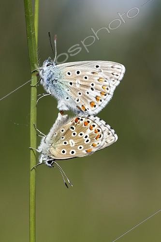 Biosphoto | 2009311 | Common Blue mating on a stem - France | &copy; Joël Héras / Biosphoto