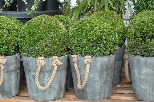 Biosphoto | 1999250 | Common boxes in pot in a garden | &copy; Catherine Fruhinsholz / Biosphoto