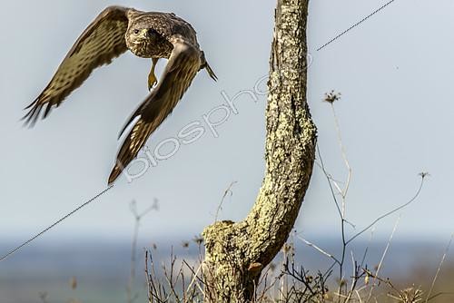 Biosphoto | 2128525 | Common Buzzard (Buteo buteo) in flight, Burgundy, France | &copy; Gilles Ménanteau / Biosphoto