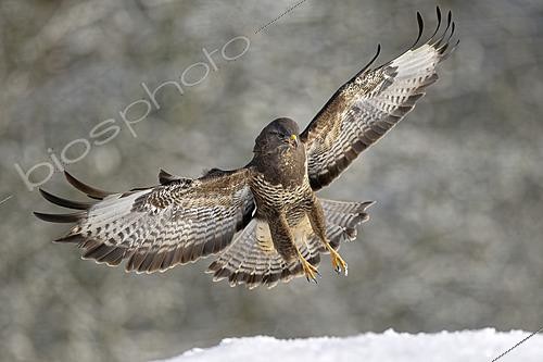 Biosphoto | 2625841 | Common buzzard (Buteo buteo) landing on a snowy ground in winter, Lorraine, France. | &copy; Michel Poinsignon / Biosphoto