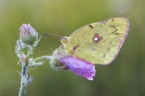 Biosphoto | 1921348 | Common Clouded Yellow dewy - Serra do Courel Spain | &copy; Siro Moya / Biosphoto