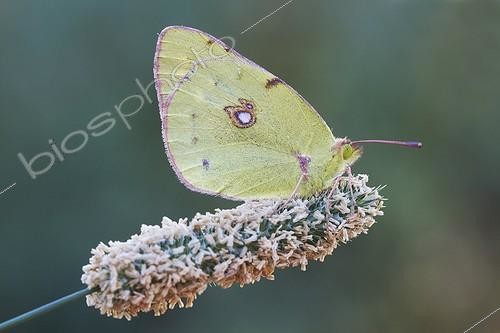 Biosphoto | 1921351 | Common Clouded Yellow on an ear - Serra do Courel Spain | &copy; Siro Moya / Biosphoto