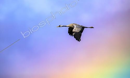 Biosphoto | 2438513 | Common crane (Grus grus) going through the rainbow storm, Valdenazar, Yebes, Guadalajara, Spain | &copy; David Jerez / Biosphoto