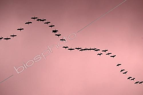 Biosphoto | 2613000 | Common Crane (Grus grus) in flight, Lorraine, France | &copy; Régis Cavignaux / Biosphoto