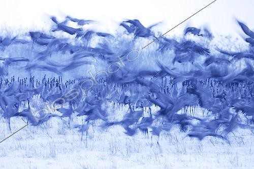Biosphoto | 158471 | Common cranes flying away Lake of Der France | &copy; Rémy Courseaux / Biosphoto