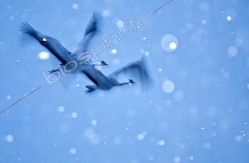 Biosphoto | 2090793 | Common Cranes (Grus grus) in flight at dawn in winter, Spain | &copy; Pedro Javier Pascual Hernandez / Biosphoto