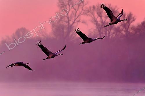 Biosphoto | 2581035 | Common Cranes (Grus grus) in flight over the Loire at dawn in winter near Pouilly sur Loire, Loire Valley, Nièvre, France | &copy; Pierre Vernay / Biosphoto