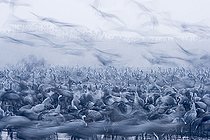 Biosphoto | 2138794 | Common Cranes Grus grus, wintering at the Hula Lake Park, Hula Valley Northern Israel. | &copy; David Tipling / Biosphoto