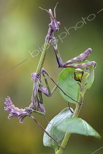 Biosphoto | 2613580 | Common Empusa (Empusa pennata), Europe. | &copy; Alberto Ghizzi Panizza / Biosphoto