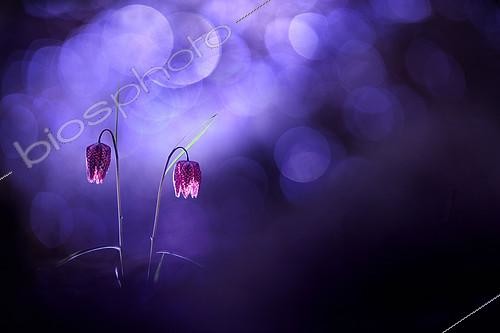 Biosphoto | 2154276 | Common Fritillary (Fritillaria meleagris) flowers, Isère, France | &copy; Gil Gautier / Biosphoto