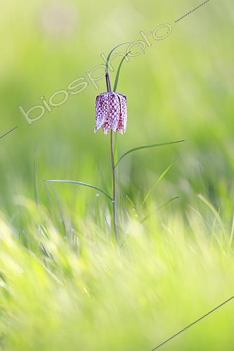 Biosphoto | 2557432 | Common Fritillary (Fritillaria meleagris) flowering in a wet meadow by a stream, Normandy, France | &copy; Christophe Perelle / Biosphoto