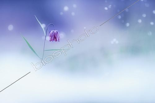 Biosphoto | 2154246 | Common Fritillary (Fritillaria meleagris) flower under the snow, Isère, France | &copy; Gil Gautier / Biosphoto