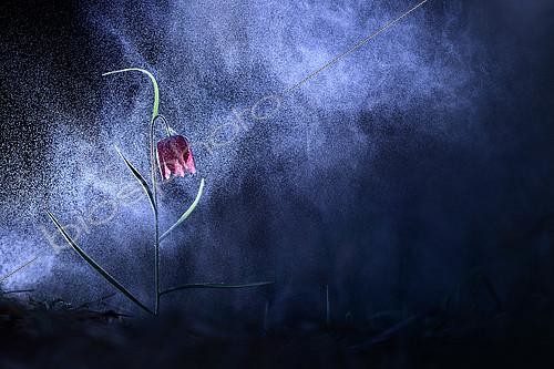 Biosphoto | 2154275 | Common Fritillary (Fritillaria meleagris) flower under the snow, Isère, France | &copy; Gil Gautier / Biosphoto
