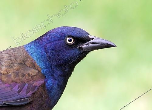 Biosphoto | 2413065 | Common Grackle (Quiscalus quiscula), Saskatchewan, Canada | &copy; Nick Saunders / BIA / Biosphoto