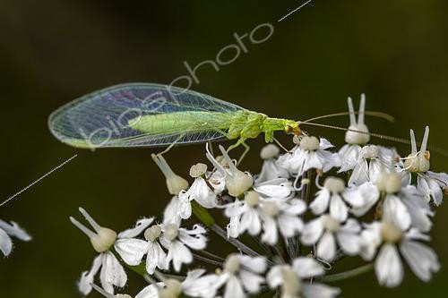 Biosphoto | 2602756 | Common green lacewing (Chrysoperla carnea) on Mountain chervil (Chaerophyllum villarsii) flower, Hautes-Alpes, France | &copy; Marie Aymerez / Biosphoto