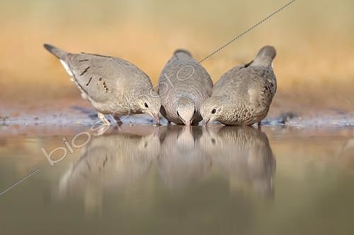 Biosphoto | 2589787 | Common Ground Dove (Columbina passerina) group at a waterhole, Texas, USA | &copy; Alan Murphy / BIA / Biosphoto