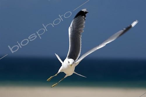 Biosphoto | 492663 | Common Gull in flight Harris Island Hebrides Scotland UK ; To better focus the bird part of the Sea (2 cms) was added at the bottom of the image (from another photo), for reframing the sky | &copy; Duncan MacArthur / Biosphoto