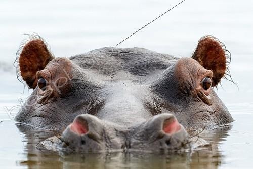 Biosphoto | 2069027 | Common hippopotamus or hippo (Hippopotamus amphibius). Eastern Shores. iSimangaliso Wetland Park. KwaZulu Natal. South Africa | &copy; Roger de La Harpe / Biosphoto