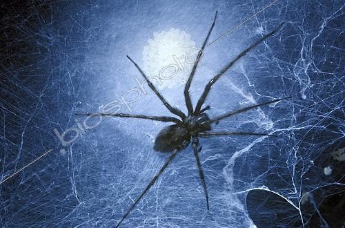 Biosphoto | 899616 | Common House Spider protecting its eggs on it cobweb | &copy; Pascal Goetgheluck / Biosphoto