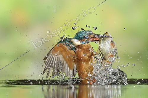 Biosphoto | 2135811 | Common Kingfisher (Alcedo atthis) adult male, emerging from dive with a Roach (Rutilus rutilus) prey in beak, Lorraine, France | &copy; Michel Poinsignon / Biosphoto