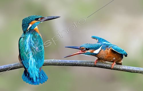 Biosphoto | 2620633 | Common kingfisher (Alcedo atthis) female inviting the male to mate (composite of 2 images), Regional Natural Park of the Northern Vosges, France. | &copy; Michel Rauch / Biosphoto
