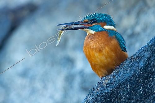 Biosphoto | 2627765 | Common Kingfisher (Alcedo atthis) holding a captured fish in its bill, Brozas, Cáceres, Spain | &copy; Pablo Barrena / Biosphoto