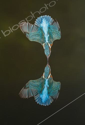 Biosphoto | 2088741 | Common Kingfisher (Alcedo atthis) in dive flight and reflection, Salamanca, Castilla y León, Spain | &copy; Mario Cea Sanchez / Biosphoto