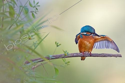 Biosphoto | 2413089 | Common Kingfisher (Alcedo atthis) juvenile male, Saxony-Anhalt, Germany | &copy; Thomas Hinsche / BIA / Biosphoto