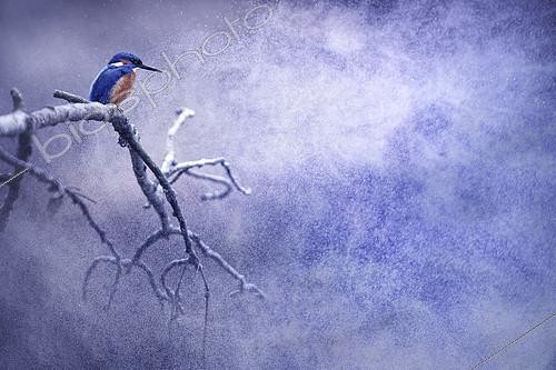 Biosphoto | 2154249 | Common Kingfisher (Alcedo atthis) on a branch under the snow, Rhône-Alpes, France | &copy; Gil Gautier / Biosphoto
