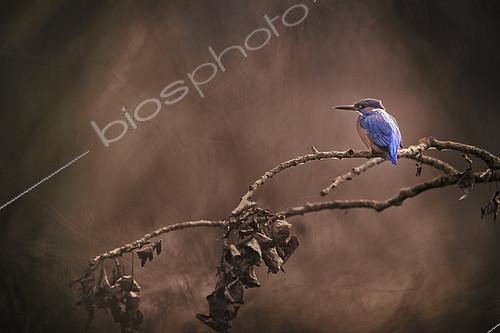Biosphoto | 2154243 | Common Kingfisher (Alcedo atthis) on a branch in winter, Rhône-Alpes, France | &copy; Gil Gautier / Biosphoto