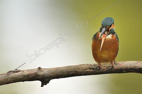 Biosphoto | 2154233 | Common Kingfisher (Alcedo atthis) regurgitating a pellet on a branch, Rhône-Alpes, France | &copy; Gil Gautier / Biosphoto