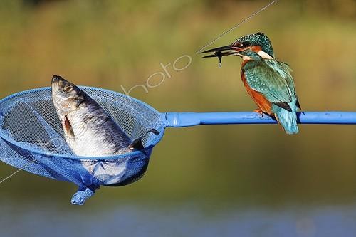 Biosphoto | 1899664 | Common kingfisher on a dipnet with a fish England | &copy; Mike Lane / Biosphoto