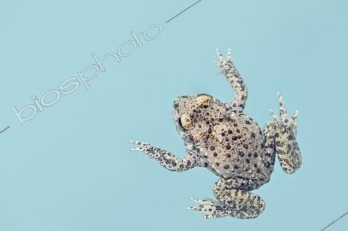 Biosphoto | 998412 | Common Midwife Toad in the water of a swimming pool France | &copy; Roger Dauriac / Biosphoto