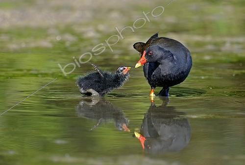 Biosphoto | 1443261 | Common Moorhen feeding young in water  France | &copy; Dominique Delfino / Biosphoto