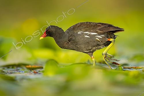 Biosphoto | 2627771 | Common Moorhen (Gallinula chloropus) walking over floating aquatic vegetation, Mérida, Badajoz, Spain | &copy; Pablo Barrena / Biosphoto