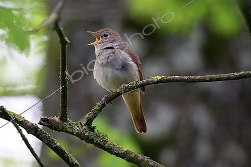 Biosphoto | 2620952 | Common Nightingale Luscinia megarhynchos), male singing, Lorraine, France | &copy; Régis Cavignaux / Biosphoto
