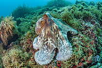 Biosphoto | 2626876 | Common octopus (Octopus vulgaris), in the bay of Villefranche-sur-Mer, Alpes-Maritimes, France. | &copy; Mathieu Foulquié / Biosphoto