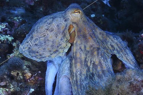 Biosphoto | 2140143 | Common Octopus (Octopus vulgaris), Sea Lion Dive Site, Saint Raphael, French Riviera, France | &copy; Jean Cassou / Biosphoto