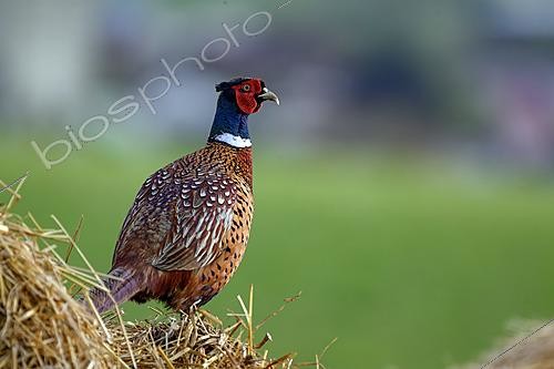 Biosphoto | 2620957 | Common Pheasant (Phasianus colchicus), male, Lorraine, France | &copy; Régis Cavignaux / Biosphoto