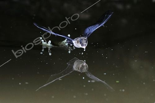 Biosphoto | 1988916 | Common Pipistrelle in flight drinking - France | &copy; Guy Piton / Biosphoto