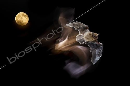 Biosphoto | 2421218 | Common pipistrelle (Pipistrellus pipistrellus) in flight in front of the moon, Spain | &copy; Mario Cea Sanchez / Biosphoto