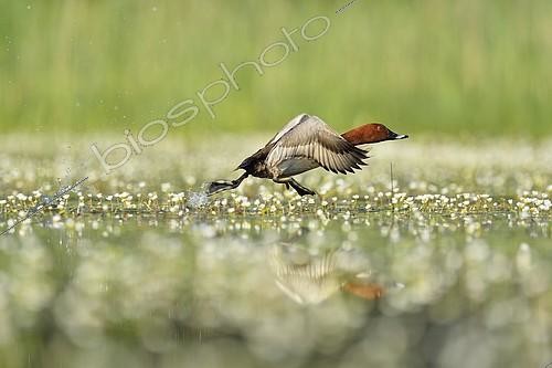 Biosphoto | 2081234 | Common Pochard (Aythya ferina) male flying away water among flowers - Dombes, France | &copy; Claude Balcaen / Biosphoto