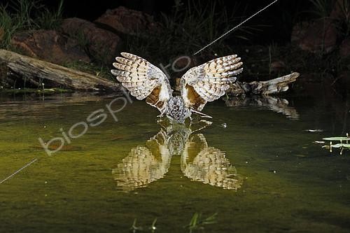 Biosphoto | 2411080 | Common Poorwill (Phalaenoptilus nuttallii) in flight drinking at a pond, Arizona, USA | &copy; Rick Bowers / BIA / Biosphoto