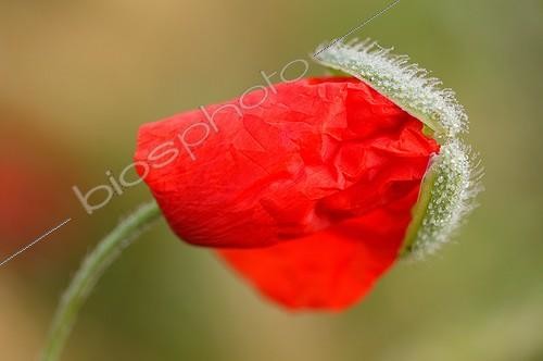 Biosphoto | 32975 | Common poppy | &copy; Cyril Ruoso / Biosphoto