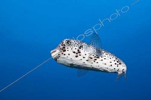 Biosphoto | 1934428 | Common Porcupinefish - Socorro Revillagigedo Mexico | &copy; Reinhard Dirscherl / Biosphoto