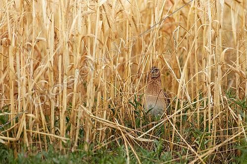 Biosphoto | 2596347 | Common quail (Coturnix coturnix) in a mature wheat field, La Rioja, Spain | &copy; Eduardo Ayala-Santibañez / Biosphoto
