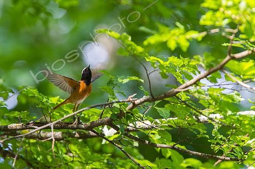 Biosphoto | 2555693 | Common Redstart (Phoenicurus phoenicurus) flying away, Canton of Geneva, Switzerland | &copy; Christian Fosserat / Biosphoto
